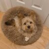 Ginger - Image 5