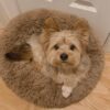 Ginger - Image 4