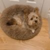 Ginger - Image 3