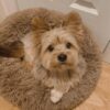 Ginger - Image 2