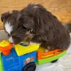 Winston2 - Image 3