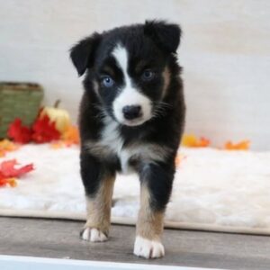 Piper