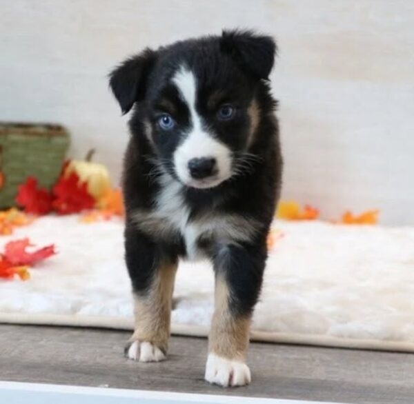 Piper