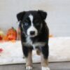 Piper - Image 3