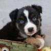 Piper - Image 2