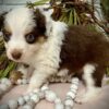 Milo2 - Image 2