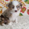 Willow2 - Image 2