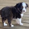 Ziggy2 - Image 4