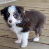 Ziggy2 - Image 3