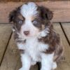 Ziggy2 - Image 2