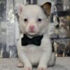 Jake - Image 4