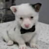 Jake - Image 3