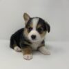 Riley - Image 5