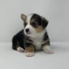 Riley - Image 3