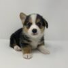 Riley - Image 2