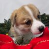 Roxy - Image 4