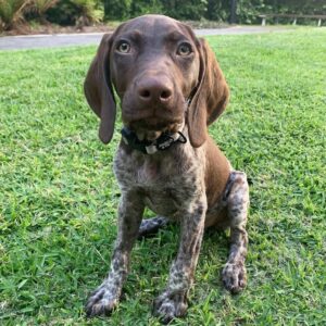 Nala2