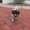 Finn2 - Image 3