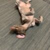 Teddy2 - Image 4