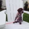 Ruby2 - Image 2