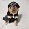 Oliver2 - Image 4