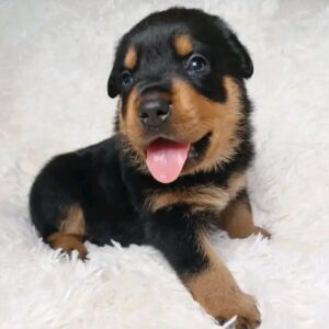 Oliver2