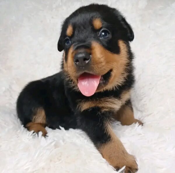 Oliver2