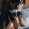 Sadie2 - Image 2