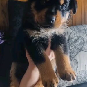 Sadie2