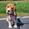 Lucy - Image 4