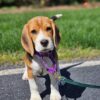 Lucy - Image 2