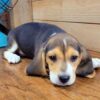 Buster - Image 5