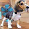 Buster - Image 4