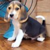 Buster - Image 3