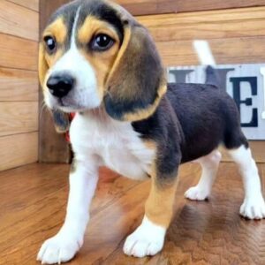 Buster