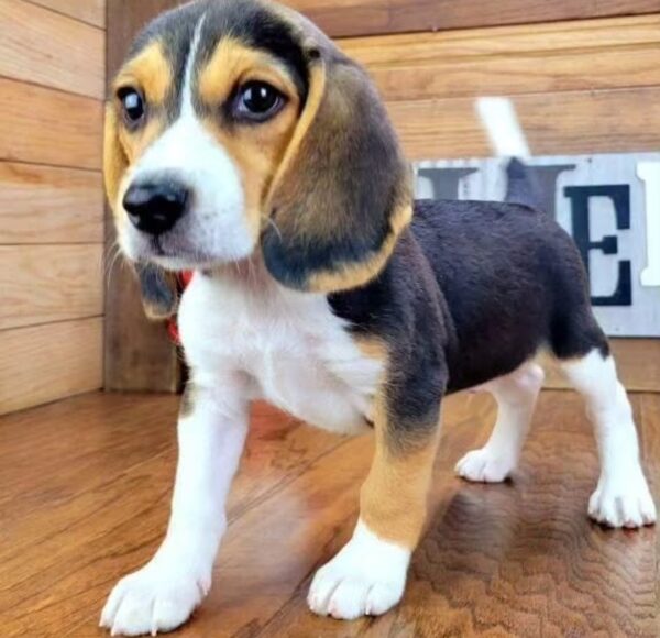 Buster
