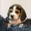 Rocky - Image 3