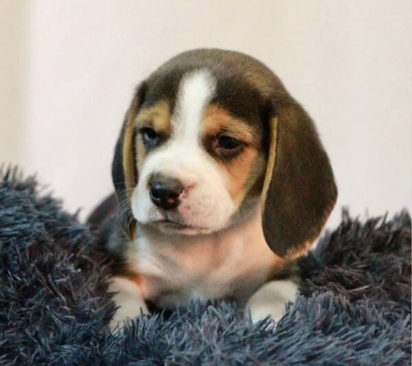Rocky