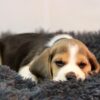 Charlie 2 - Image 6