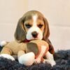 Charlie 2 - Image 5