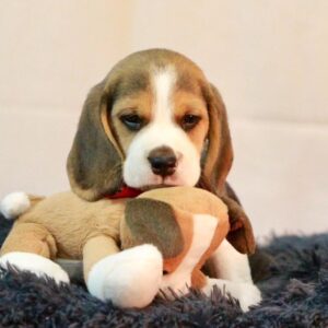 Charlie 2
