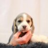 Charlie 2 - Image 2