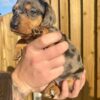 Daisy2 - Image 5