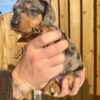 Daisy2 - Image 4
