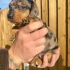 Daisy2 - Image 2