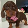 Bella2 - Image 4