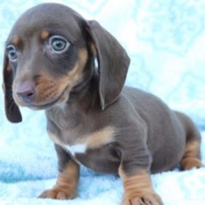 Harper