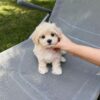 Murphy - Image 5