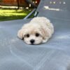Murphy - Image 4