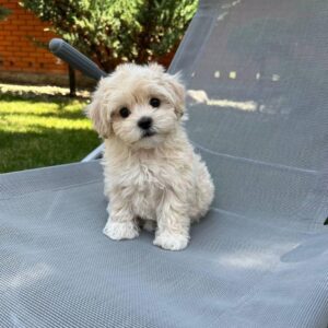 Murphy
